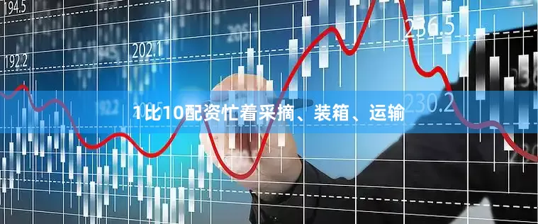 1比10配资忙着采摘、装箱、运输